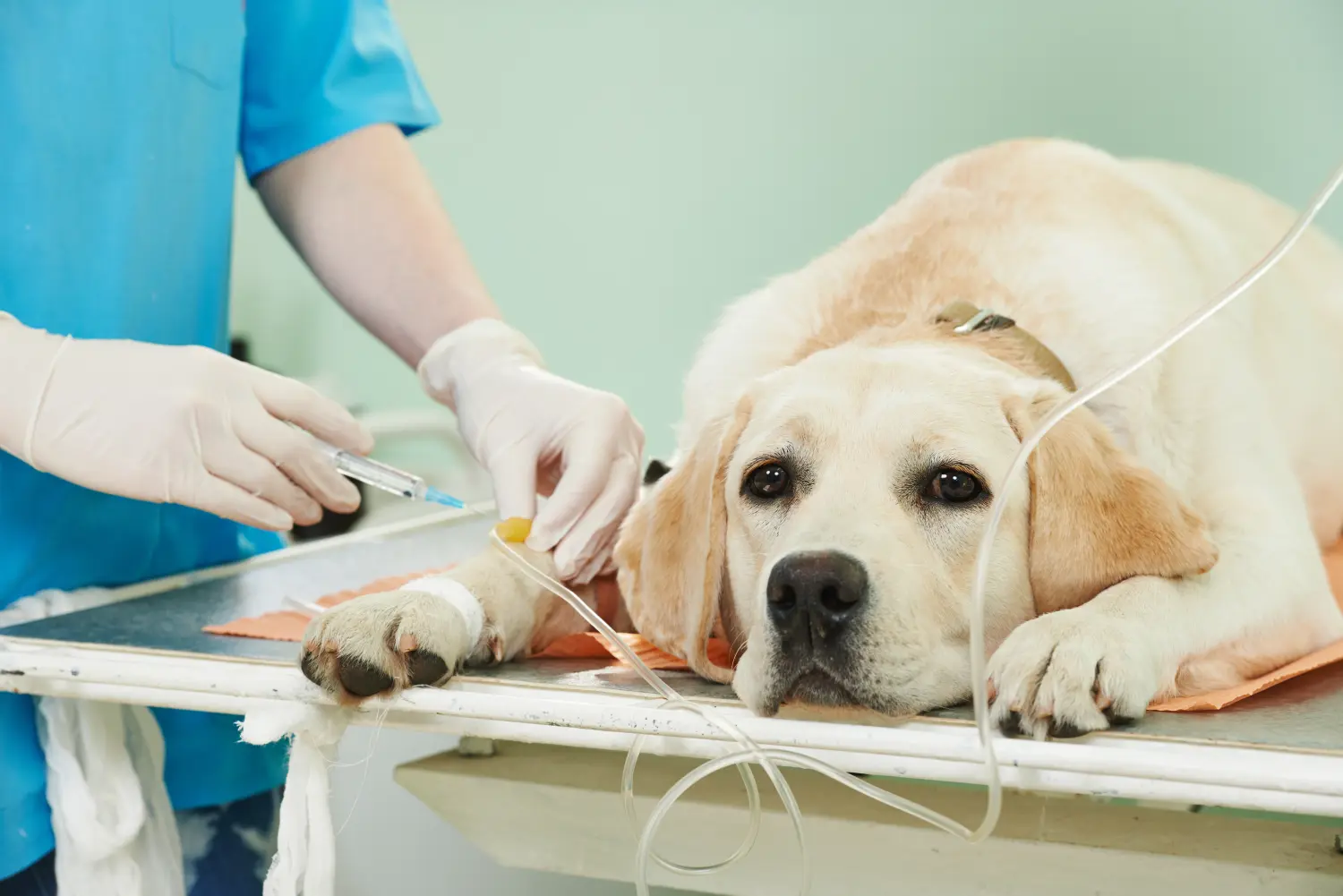 Ladrador-Hund wird in der Klinik geimpft