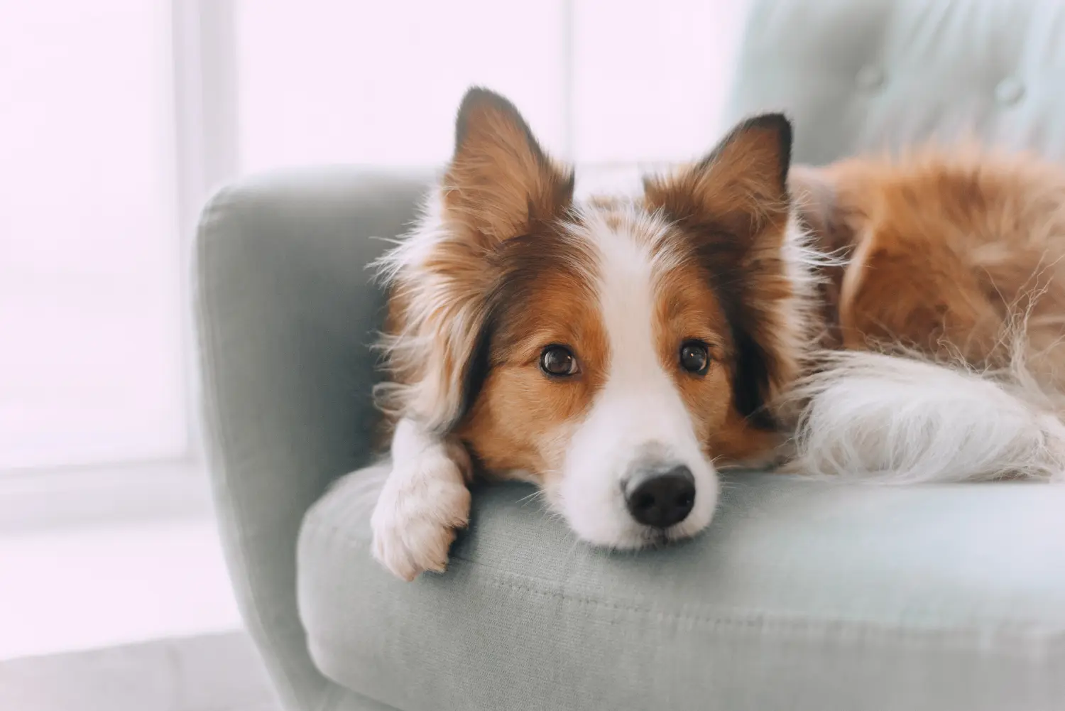 Border Collie liegt auf der Couch