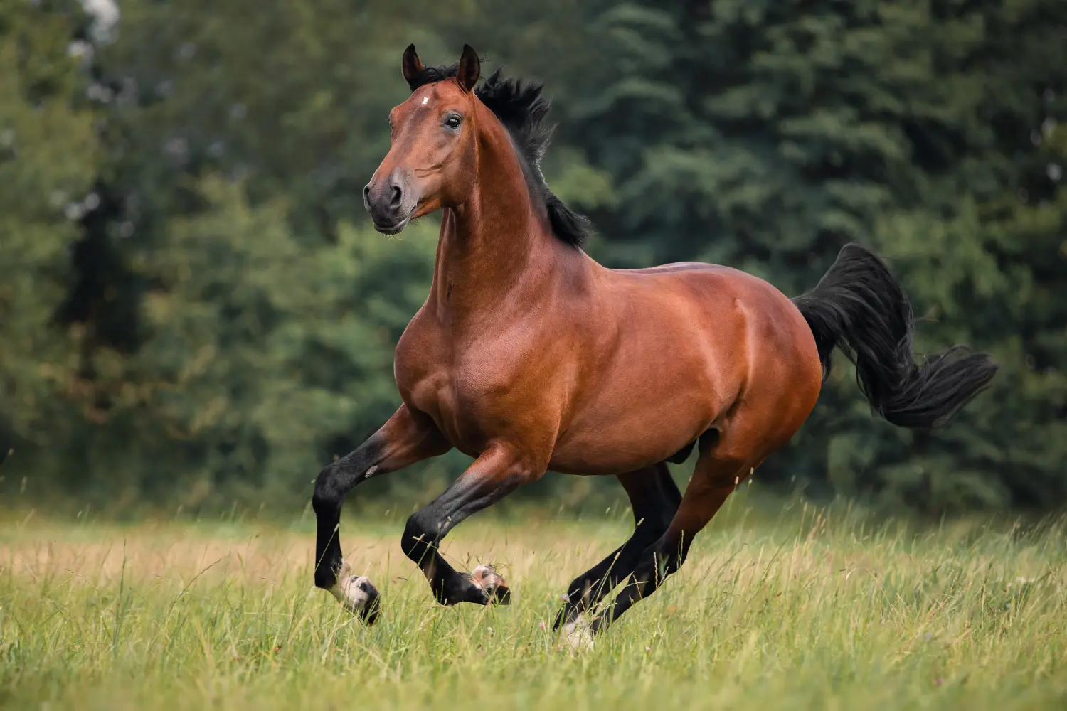 Das braune Pferd galoppiert auf dem Gras